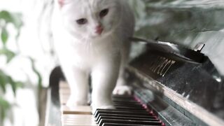 funny cat 21
