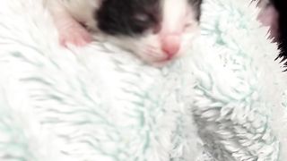 Sweet kitten