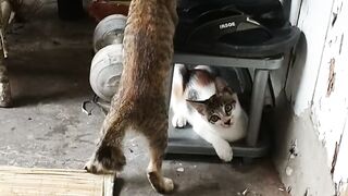 cat playing ping pong ball