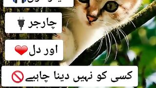 Find 'full funny video status 2