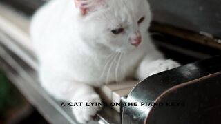 Piano Cat 2