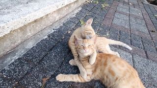 Bromance but orange cat