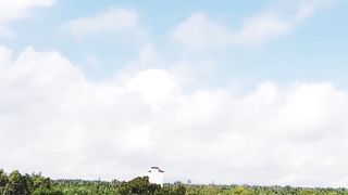 view of oil palm plantation