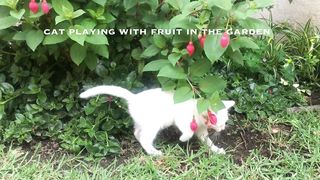cute kitten 4