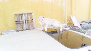 Funny tabby cat on the car