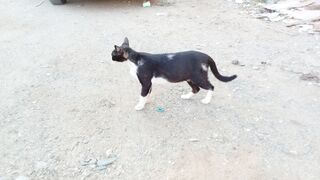 Its really cute and funny stray cat
