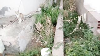 Funny kittens of mother cat