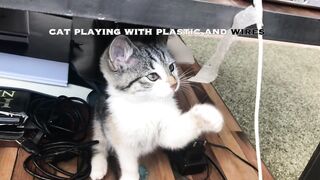 cute kitten 5