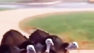 Funny Animal Part 6
