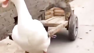 Cute cat 23