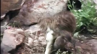 wild animals animals african animals