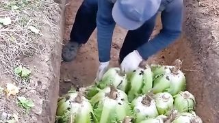 17. AMAZING IDEA!! CABBAGE