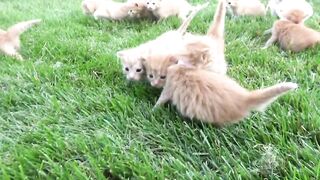 The Meow of Cute Cats - Cute Cats and Meowing Kittens