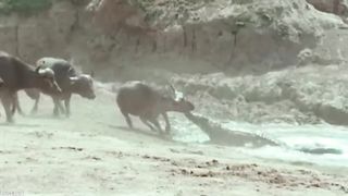 Crocodile Attacks Caught On Camera
