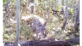 Funniest Animal Friendships Compilation ???? Best Funny Animal Videos 2022 ???? Try Not to Laugh