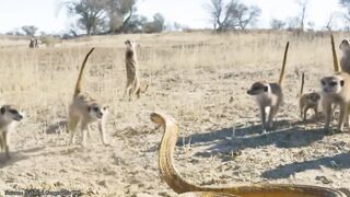 Eight very dramatic fighting moments in the wild