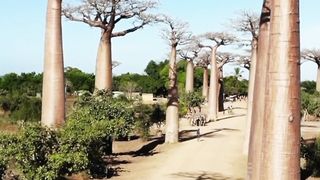 The Secret Life of Baobabs