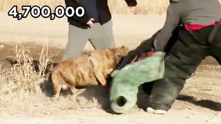 Most Illegal Dog Breeds in the World