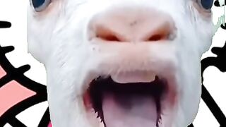 Goat cute & helo kity