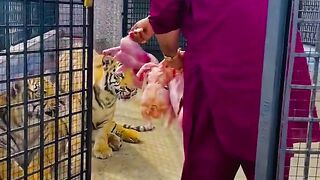 Pet animals 2