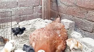 Cute baby chicks 2