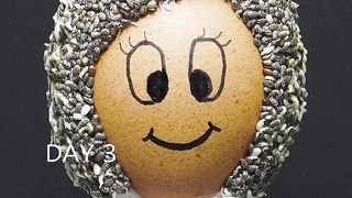 growing chie seeds on egg