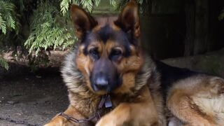 Most Powerful Dogs in the World