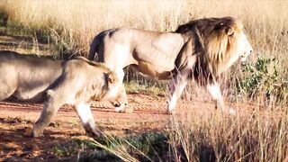 Pride of African Lions.