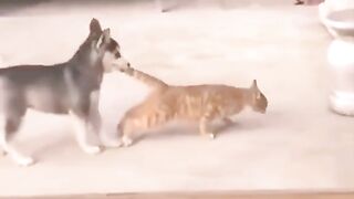 Cat vs dog 3