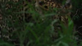 African Wildlife Showreel