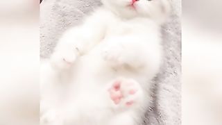 CUTE ANMAL