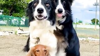 Vairl samrt dog