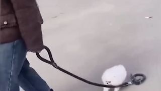 Funny Animal video of the day