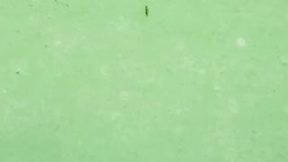 Semut hitam kecil berbaris masuk ke lubang