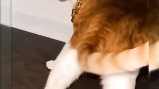 Cats dance