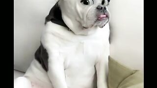 Nice pet