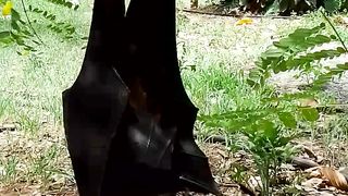 A Bat ???? Hanging on the Branch