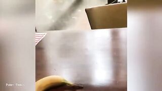 Funniest Cats And Dogs Videos 2