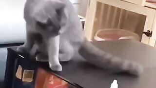 Funny Animal 4