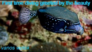First time diving greeted by the beauty