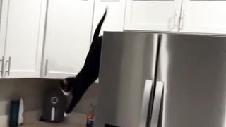 A cat chasing something