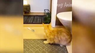 Funny Animal Videos 2023 ???? - Funniest Dogs and Cats Videos ???? #3
