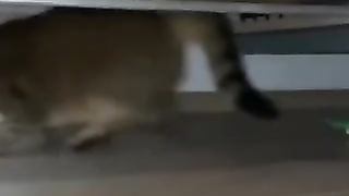 Cats compilation 2