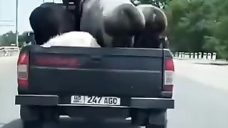 Funny animals 48