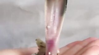 birth of a baby cobra