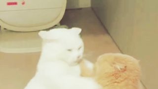 collection of funny cat videos