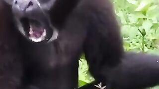 Animals compilation