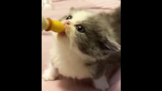 Animals 20