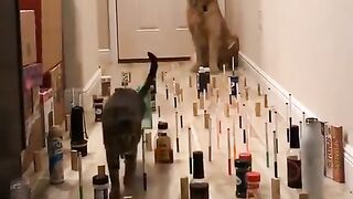 Always Follow the Leader Funny