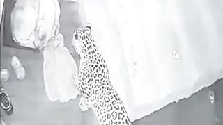 Leopard Attacked  on Dog